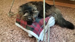 ХОББИ - ВЛОГ.ПОЗДРАВЛЕНИЕ С НАСТУПИВШИМ НОВЫМ 2026 ГОДОМ! (03.01.2026).