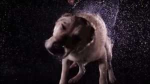 ЛЕГЕНДА О БЕЛОМ ВОЛКЕ