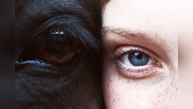 Зверь иль человек (Жанна Литягина-Кочарян) авторская песня