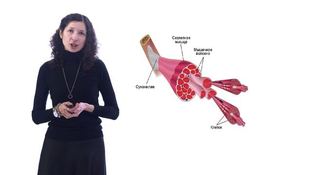 Строение мышцы как органа