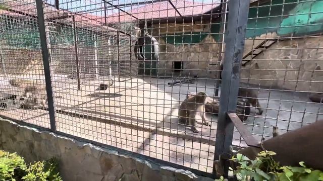 Я принесла пирожок с мясом Люсе и она молодец, мясо съела сама, а объедки отдала Елисею) смотреть онлайн