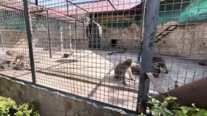 Я принесла пирожок с мясом Люсе и она молодец, мясо съела сама, а объедки отдала Елисею)