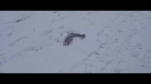 Светлые Горы Форель 03.01.2026г.