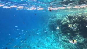 Отдых семьей в Египте (Sharm Club Beach Resort 4*), август 2025