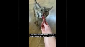 Видео от МЯУтаверс – как метавселенная, но с котами