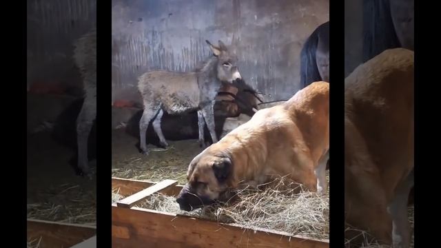 InShot_20260103_172925843.mp4 смотреть онлайн