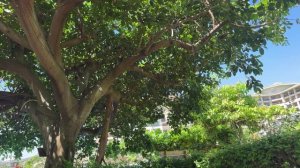 День у бассейна в отеле Horizon5*. Отпуск у моря. Китай. Хайнань. Ялонг бей