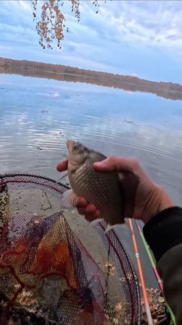 Поставь дробинку! - BusarginKA Studio. Рыбалка на херабуну. Песня про АнтиКорейскую оснастку.