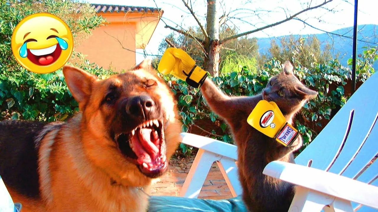 СМЕШНО ДО СЛЕЗ 😹😍 СМЕШНЫЕ СОБАКИ, ЛУЧШИЕ ПРИКОЛЫ С СОБАКАМИ, ЩЕНОЧКИ, ЖИВОТНЫЕ 🥰 смотреть онлайн