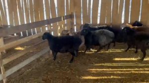 10 голов цена:- от 18 тыс.  До 20 тыс. Годовалые,  упитанные, очень хорошие  для +7 928 8852855