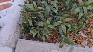 Мирт обыкновенный открыла ,3 января 2026 год