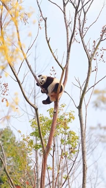 Птичка смотреть онлайн