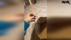 КОШАЧЬЕ БЕЗУМИЕ: Подборка самых озорных и уморительных проделок пушистиков