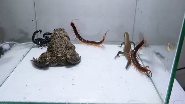 Лягушка-бык против многоножки, скорпиона и ящерицы смотреть онлайн