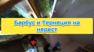 Барбус и Тернеция на нерест