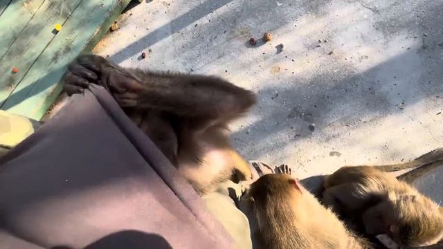 Я осталась ОДНА с гамадрилами, хотела поснимать,но Люся со Степой ДЕРУТСЯ так,что пришлось вмешаться смотреть онлайн