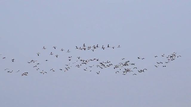 стая (новый пролив)