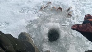 Бешенная рыбалка на окуня