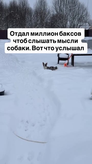 Как думаете о чем думает ваш питомец? смотреть онлайн