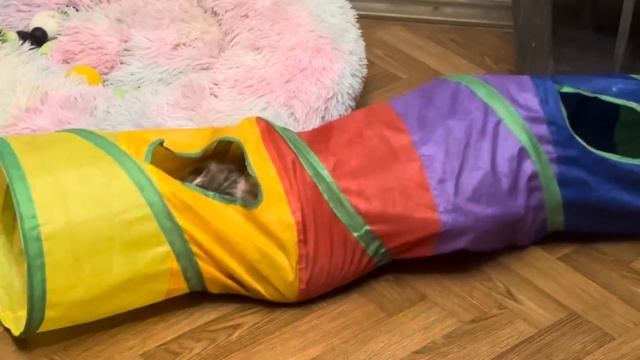 Лорик уже совсем освоилась в игровом городке и начинает гонять доставучую Анфису) смотреть онлайн