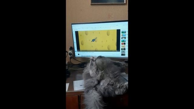 Шеба смотрит кино смотреть онлайн