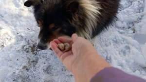 Снежный плен