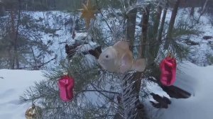 Солнечный день .Гремячая грива.Красноярск