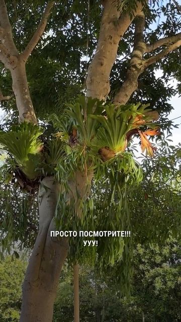 Как растет Платицериум в естественной среде🌿 смотреть онлайн