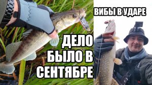Дело было в сентябре. ВИБЫ в ударе. Сентябрьская рыбалка на Оке. Вибы по открытой воде. Спиннинг