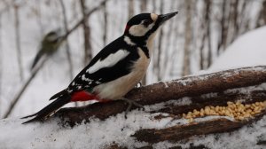 Немного о дятле. Зарисовка