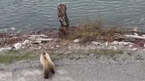 Медведь против Лося с детёнышем