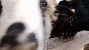 ВЫПУСК √31.СЛОЖНЫЕ РОДЫ У ОВЕЧКИ, ПЕРВЫЙ СНЕГ, ПРИБАВЛЕНИЕ НА ХУТОРЕ.