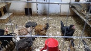 03-01-2026. Борюсь с крысами.🙄