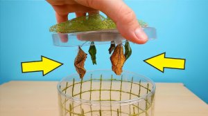 Новые питомцы куколки Тропических бабочек и Бабочкариум! Посылка из США! alex boyko