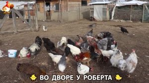 Содержание кур в домашних условиях и других птиц во дворе у Роберта 🐣🐤🦆🐔🪿🦃 (382)