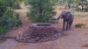 Слон подходит попить воды к отдыхающей львице
