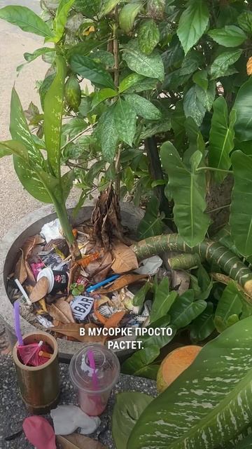 Диффенбахия растет в мусорке👀 смотреть онлайн