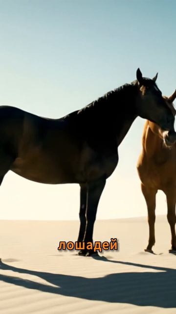 500 диких коней на острове, который движется. Реально существует! #shortvideo #хочуфакты смотреть онлайн