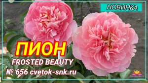 Пион"Frosted Beauty"/Сад Ворошиловой