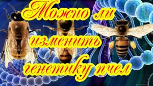 Можно ли изменить генетику пчелы ?