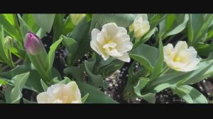 ВЕСЬ ГОД В ЦВЕТУ 2025  ФРАНЦУЗСКИЙ САД  ВОЛШЕБСТВО