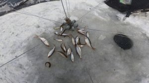 Зимняя рыбалка. 3  Января  2026.г. Рыбачим на Жерлицы. Ловля плотвы.