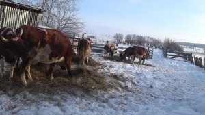 Мороз и солнце ...