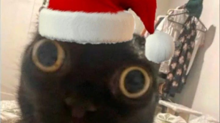 НОВОГОДНЯЯ ОЗВУЧКА!  Самые смешные животные! СМЕШНЫЕ КОТЫ И СОБАКИ! смотреть онлайн