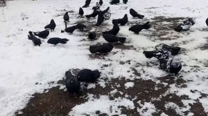 РЕБЯТА! ЭТИ ГОЛУБИ ЛУЧШИЕ!!!🎄Часть 3📞+79494406619