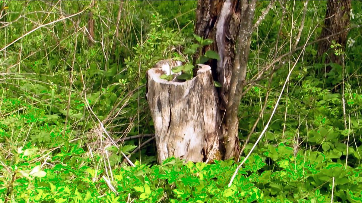 Пень от яблони как ваза... смотреть онлайн