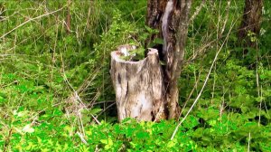 Пень от яблони как ваза...