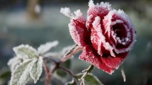 🎶АХ  ЭТИ  РОЗЫ🎶🥀🌹