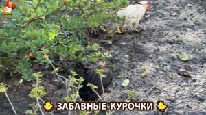 Забавные курочки несушки на сельском подворье 🤗😂😜 (68)