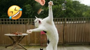 СМЕШНО ДО СЛЕЗ 😹😍 СМЕШНЫЕ КОТЫ, ЛУЧШИЕ ПРИКОЛЫ С КОТАМИ, СОБАКАМИ КОШКИ,СОБАКИ , ЖИВОТНЫЕ 🥰